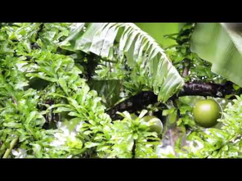 Tuim Nova Era   Madre Terra   Jiboia do Astral