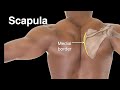 Scapula