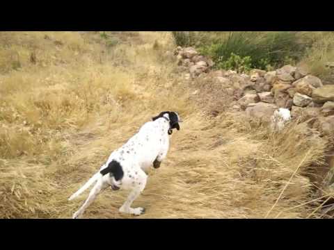 Perro de caza (pointers)