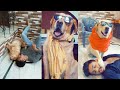 most funny dog videos🤣 | viral tiktok | talking dog🐶 | Anant rastogi