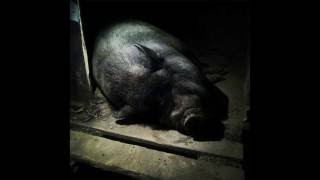 Chiazzetta - Monogamia (testo)