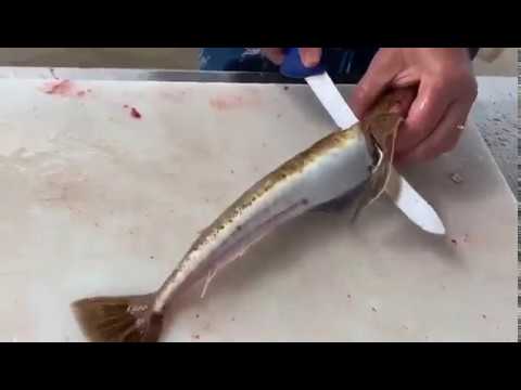 How to Fillet a Flathead
