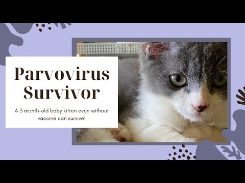 Feline Panleukopenia Survivor | Cat Parvo Virus Survivor 😽😻