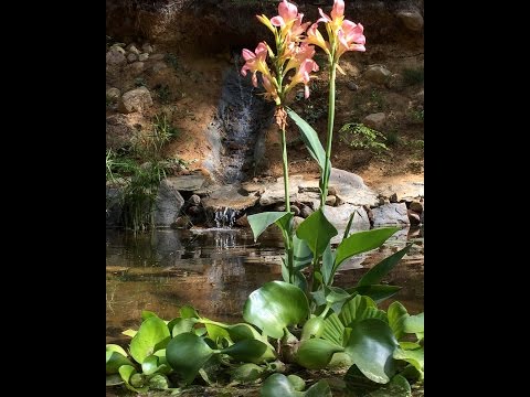 How to build a garden pond with waterfall