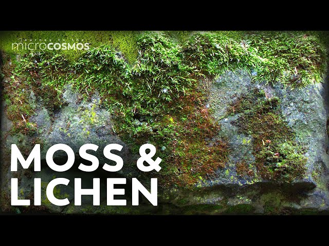 הגיית וידאו של mosses בשנת אנגלית