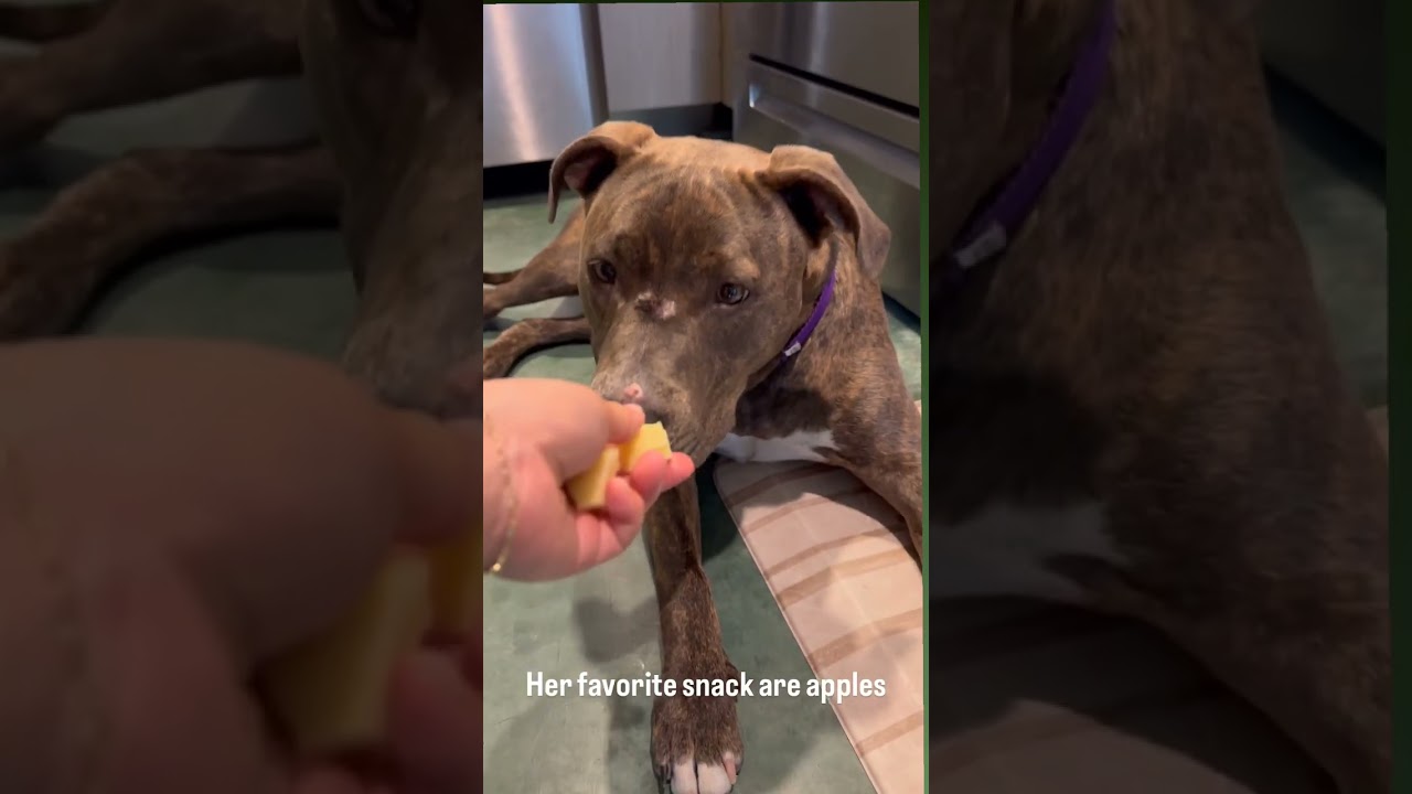 Enlarge Malama, a Adoptable Mixed Breed in Los Angeles, CA video 5/5
