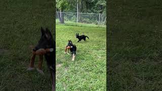 Video preview image #1 German Shepherd Dog-Unknown Mix Puppy For Sale in Centreville, VA, USA