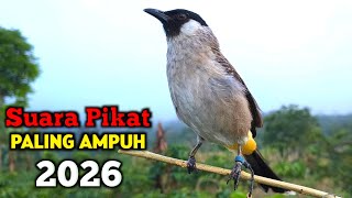 Download lagu Suara Burung Kutilang Gacor Terbaik Di 2026 Ampuh Untuk Masteran Pikat mp3