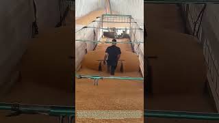 Discharging Grain: Worker Guides Divider Plate To Unload Corn Via Warehouse Hoist System