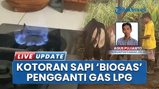 Inovasi Energi di Sintang: Kotoran Sapi Disulap Jadi Biogas, Warga Beralih dari Gas Elpiji