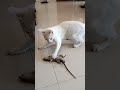 Cat Vs Mouse