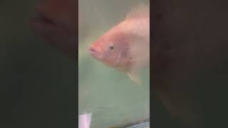 Red tilapia #cambodia #カンボジア #fish