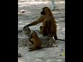 All Glory, Laud and Honor - The Gambia - Baboon Migration -  Makasuto Forest