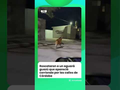 Rescataron a un aguará guazú que apareció corriendo suelto por las calles de Córdoba.