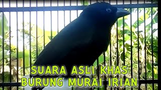 Download lagu SUARA ASLI KHAS BURUNG MURAI IRIAN, SEOT GENTEOT DEOT PASTI LANGSUNG NYAUT COCOK UNTUK MASTERAN mp3