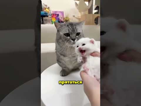 Этот бедный кот был обманут три раза 🥺💔