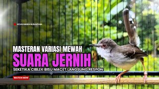 Download lagu Burung Ciblek Semi Gacor NGEBREN Variasi cocok Untuk Masteran Ciblek dan Pancingan Ciblek BAHAN mp3 Download lagu Burung Ciblek Semi Gacor NGEBREN Variasi cocok Untuk Masteran Ciblek dan Pancingan Ciblek BAHAN mp3