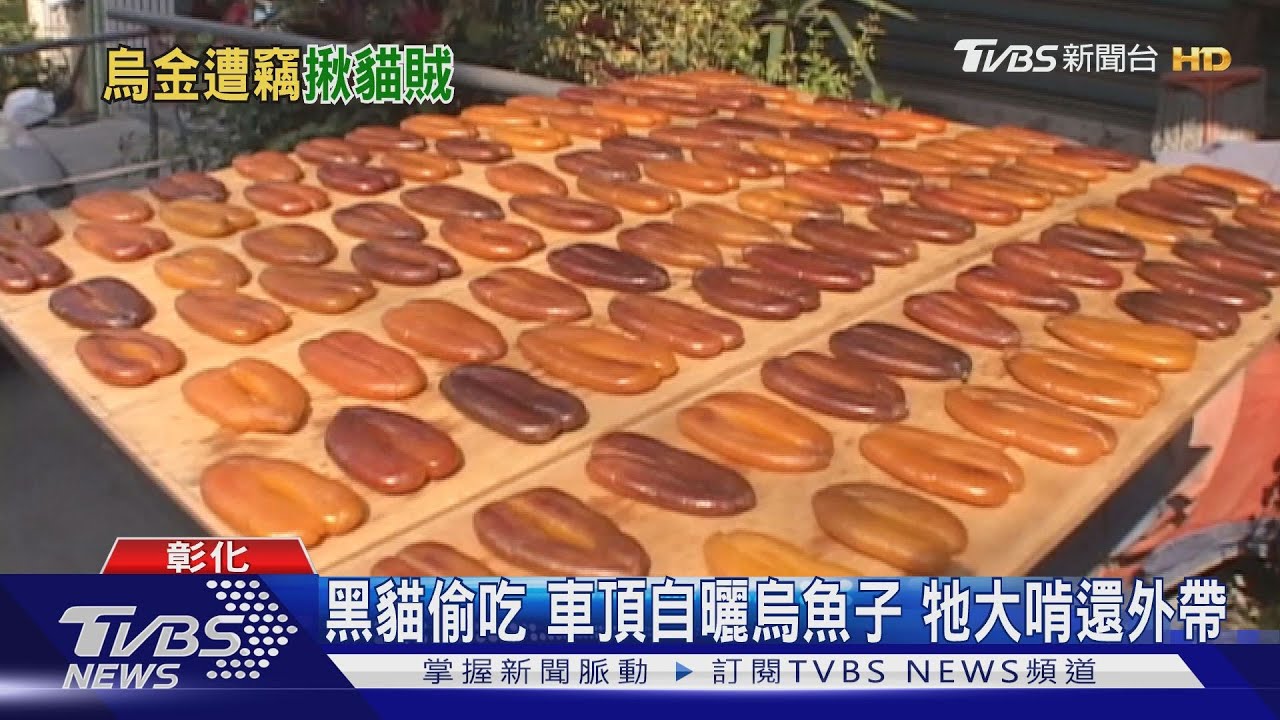 黑貓偷吃車頂自曬烏魚子 牠大啃還外帶