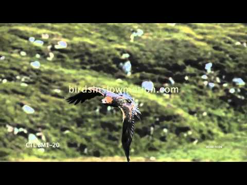 Golden Eagle Slow Motion in Flight in Mountains shot on Phantom HD Gold