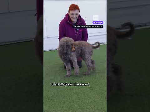 Kuopiossa koira soittaa nokkahuilua