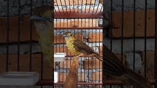 Download lagu brinji rambut tungir gacor nembak#masteran #kicaumania #masteranburung mp3