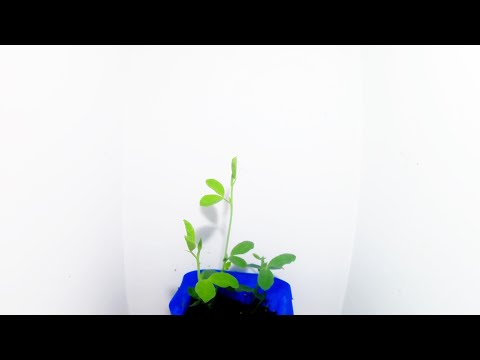 スイートピー 植物