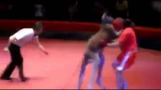 funny  wrestling match between man and kangaroo