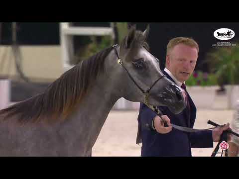 N 30 AL ARYAM SHAHAD   UAE National A H  Championships 2022   Fillies 2 Years Old Class 2