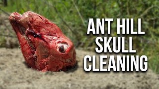 Ant Hill Skull Cleaning (Does it work?!)