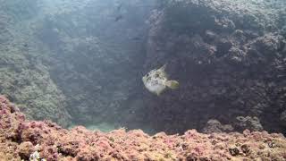 Download lagu Pig fish - Lebanon mp3