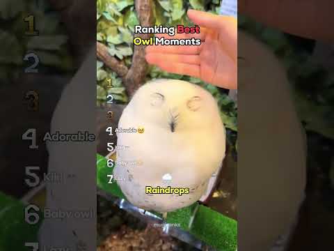 Ranking Best Owl Moments