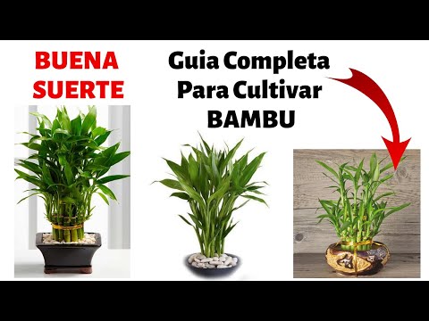 , title : '¿Como Cultivar Bambu En Casa? | Cuidados y Reproduccion'