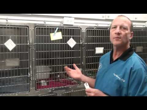 Sick Kitty: Treatment with Fluids and Antibiotics