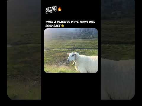 When a peaceful drive takes a weird turn