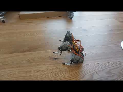 1er pas de mon quadripède