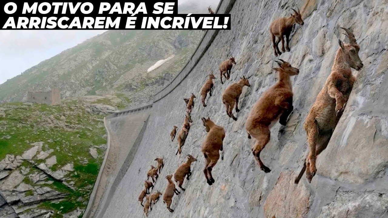 ESSAS CABRAS DESAFIAM A GRAVIDADE E SE ARRISCAM POR UM MOTIVO INCRÍVEL