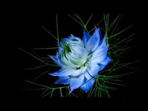 Progetto Sigma @REALITARIUM - Murubutu - Quando venne Lei