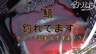 【館山釣り情報】鱚釣れてます！その他はさっぱり・・・5/6～5/7【釣りっぱり】