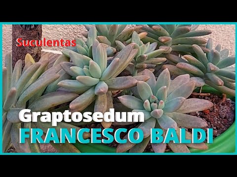 Tudo sobre a Suculenta Graptosedum Francesco Baldi 🥰🪴