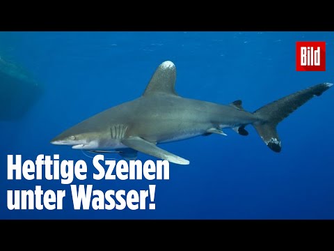 Ägypten: Deutsche Taucherin von Hai schwer verletzt