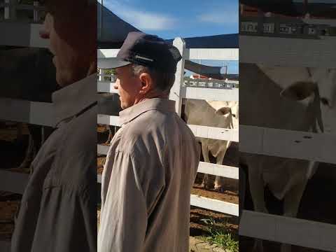 feira do gado em Conceição do Piancó- PB