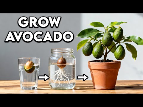 The BEST Way To Grow Avocado From Seed | Only 0 - 4 Months