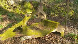 Under the Oak tree