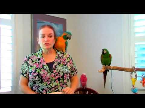 What to Do if a Bird Is Lost or Flies Away