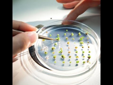 Quality parameters in industrial crop seeds #Agriculture #Organic #e-learning