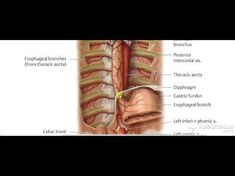 Esophagus blood supply