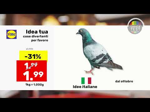 ✨Diddle needs you! ✨