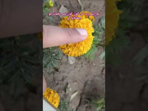 Quran Tarjuma. surah Rehman. #lahore #flower #viral