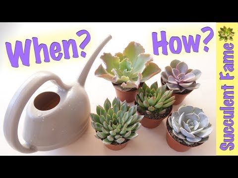 download lagu mp3 mp4 How Often So You Water Succulents, download lagu How Often So You Water Succulents gratis, unduh video klip How Often So You Water Succulents