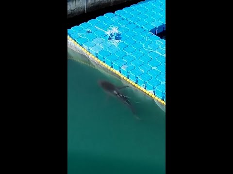 Shark freed after a month trapped in South Korea canal